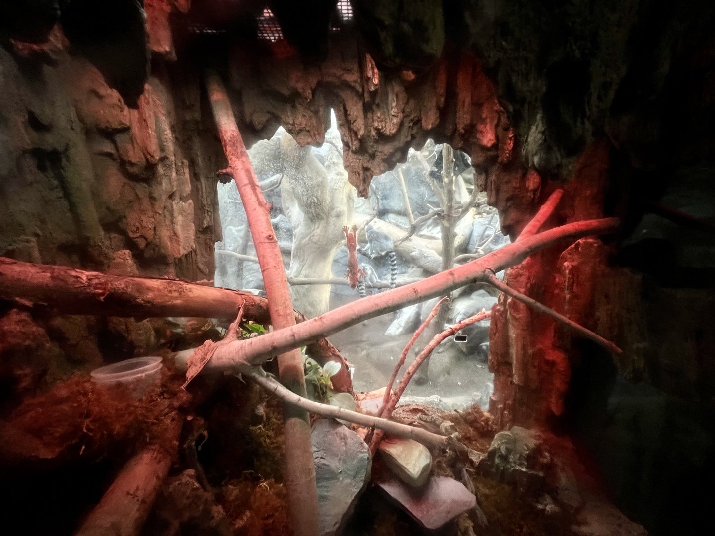 Leaf Tailed Gecko Exhibit