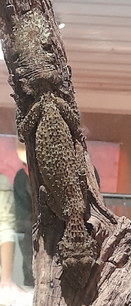 Leaf-Tailed Gecko - Queensland Museum
