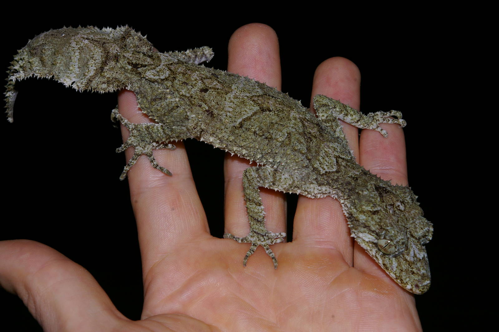 leaf-tailed gecko Saltuarius swaini