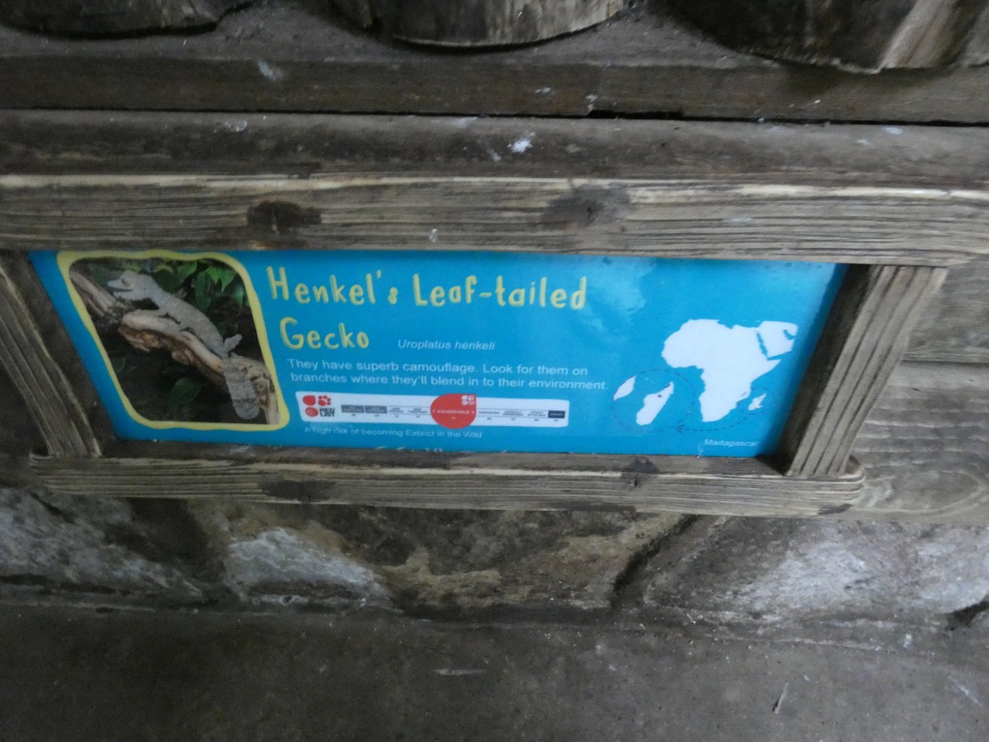 Leaf-tailed Gecko Signage