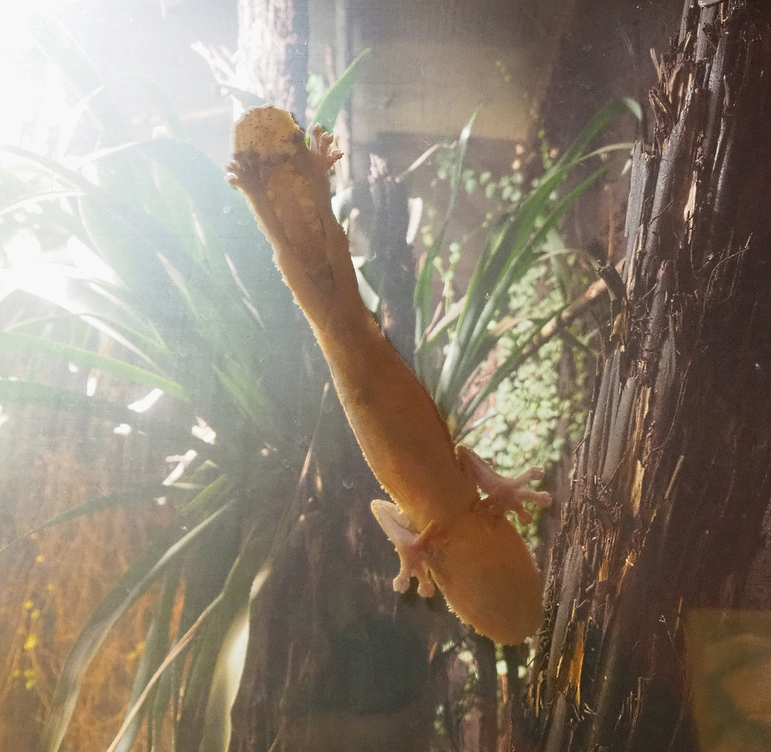 Leaf-tailed gecko (Uroplatus species) on window, 2022-09-14