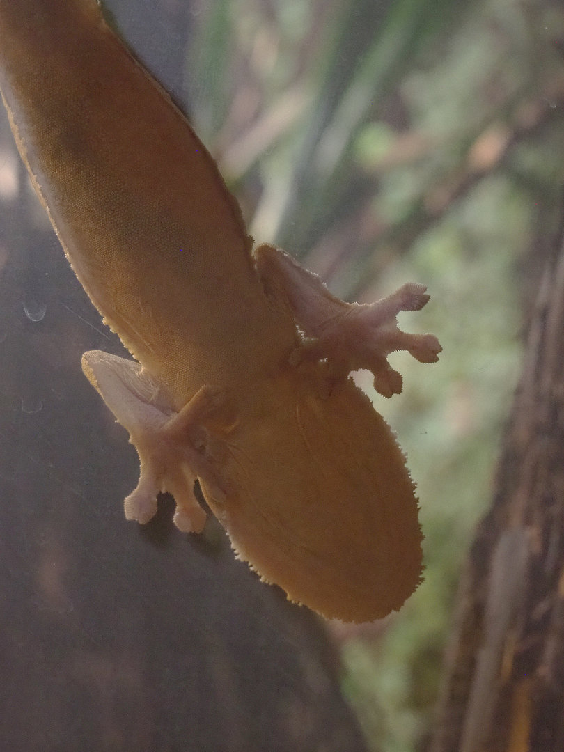 Leaf-tailed gecko (Uroplatus species) on window, 2022-09-14