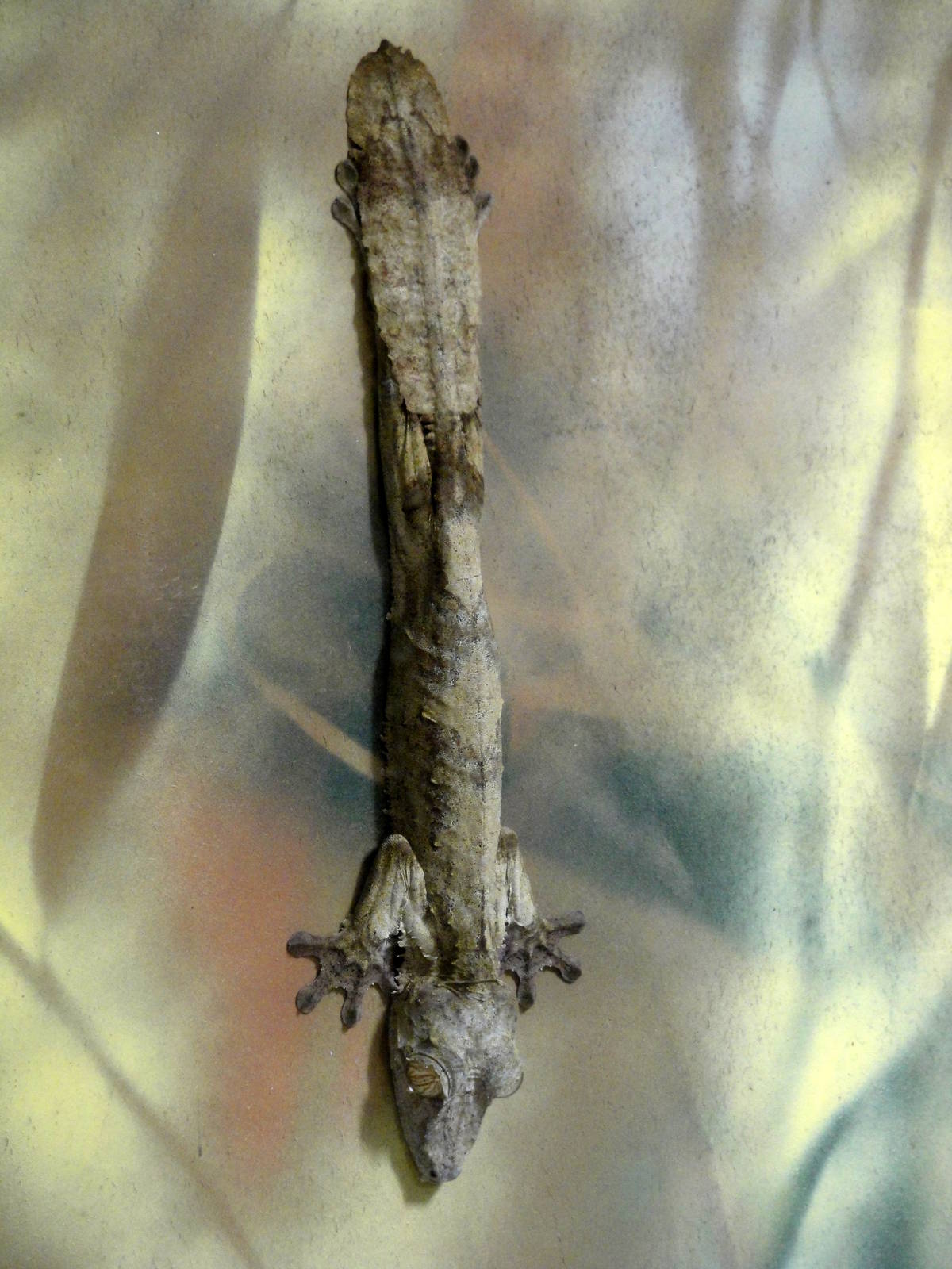 Leaf-tailed Gecko