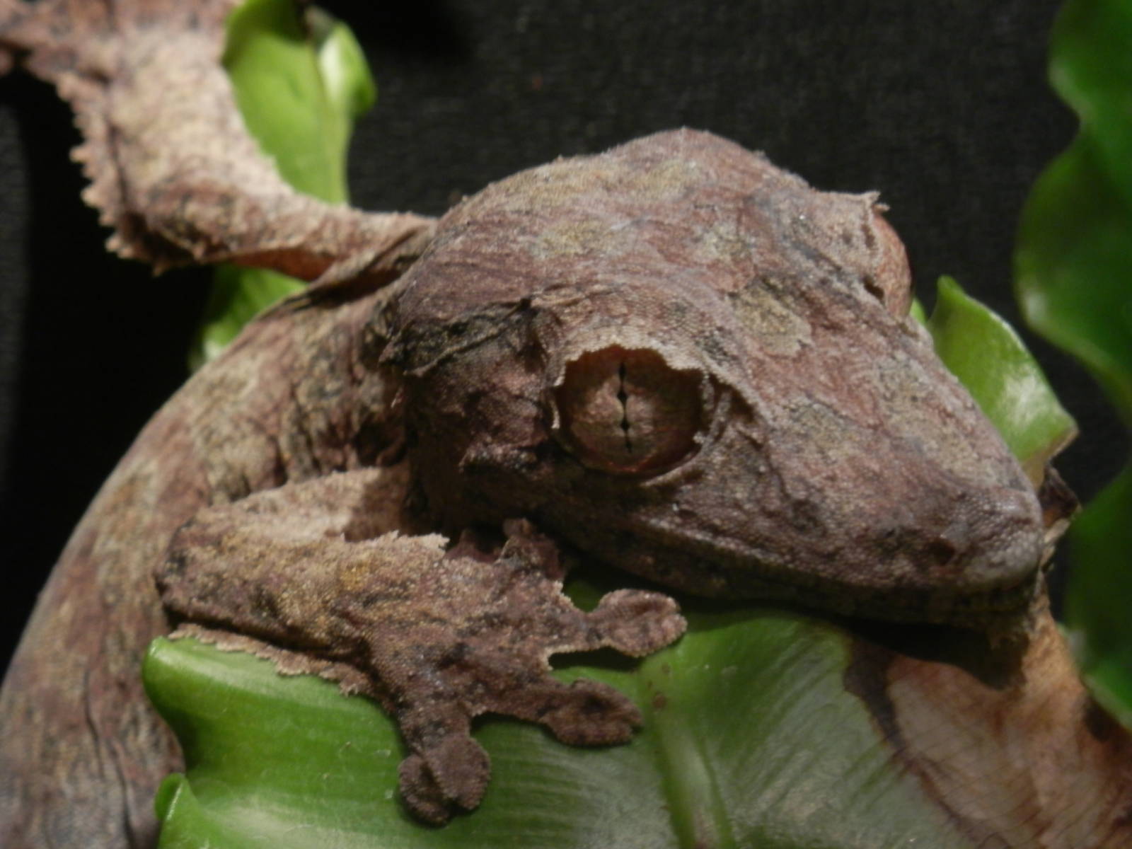 Leaf-tailed Gecko