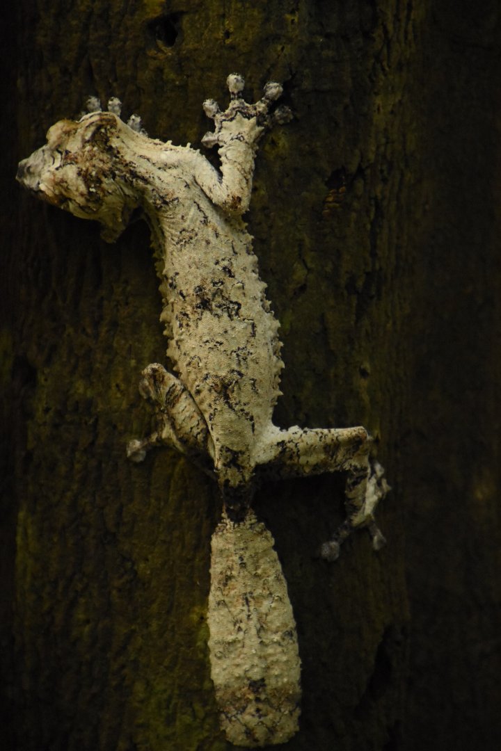 Leaf-tailed gecko