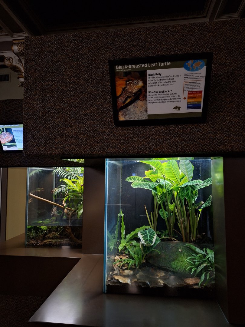 Leaf turtle, herpetarium left side