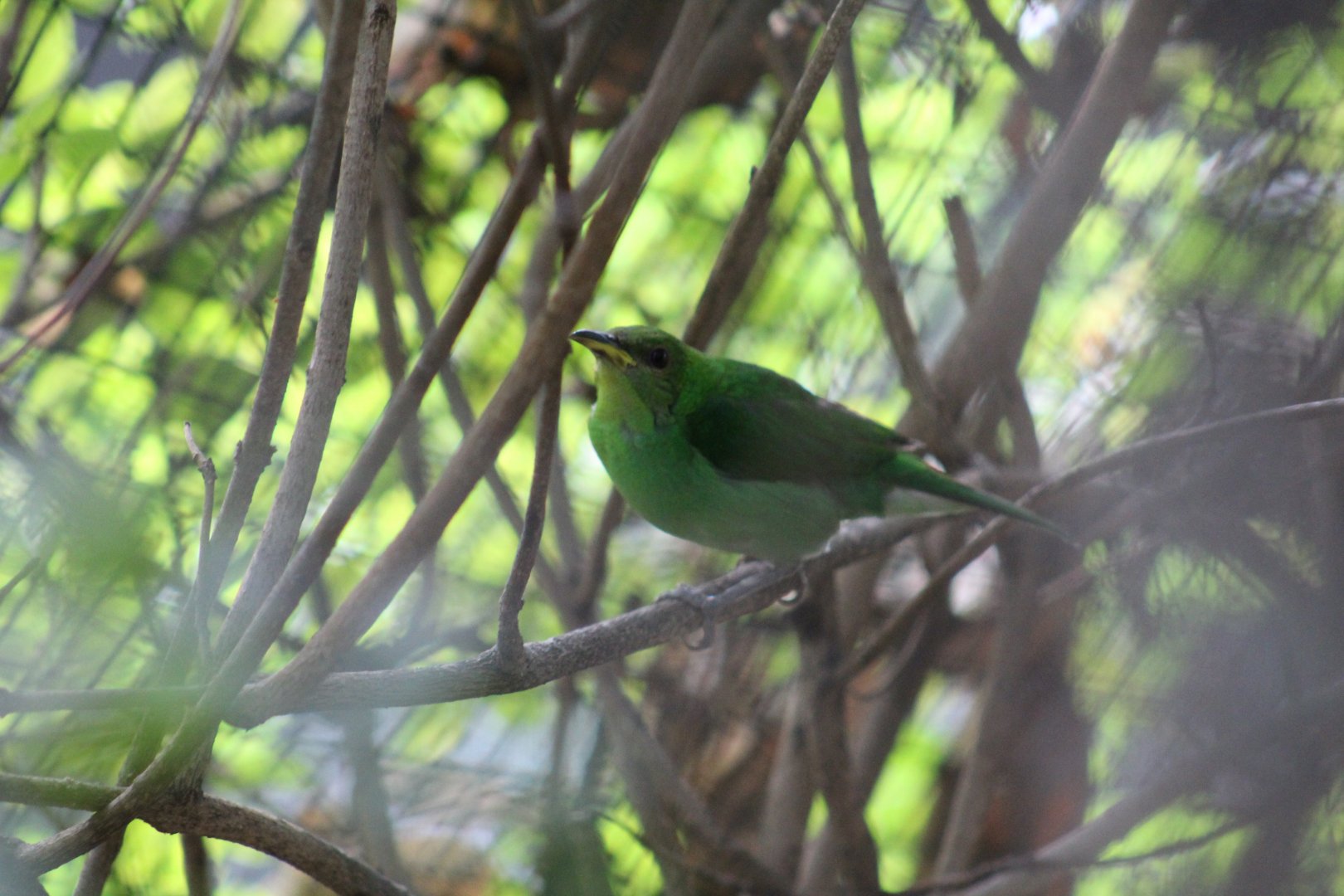 Leafbird ID?
