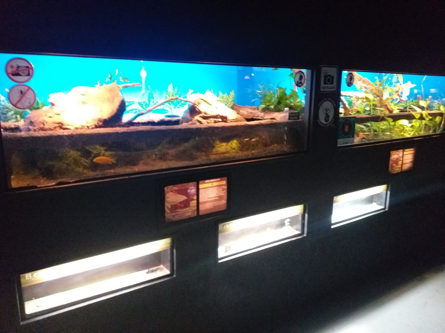 Leafcutter ant, African giant land snail and African bullfrog exhibit -TerraNatura Benidorm (2021)