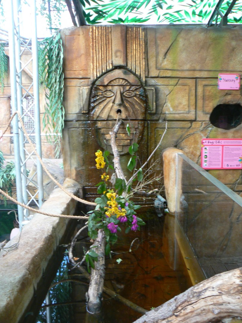 Leafcutter Ant Area and Tank for Buenos Aires Tetra  - 10 April 2017