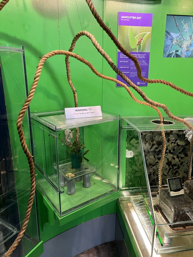 Leafcutter Ant (Atta cephalotes) Exhibit