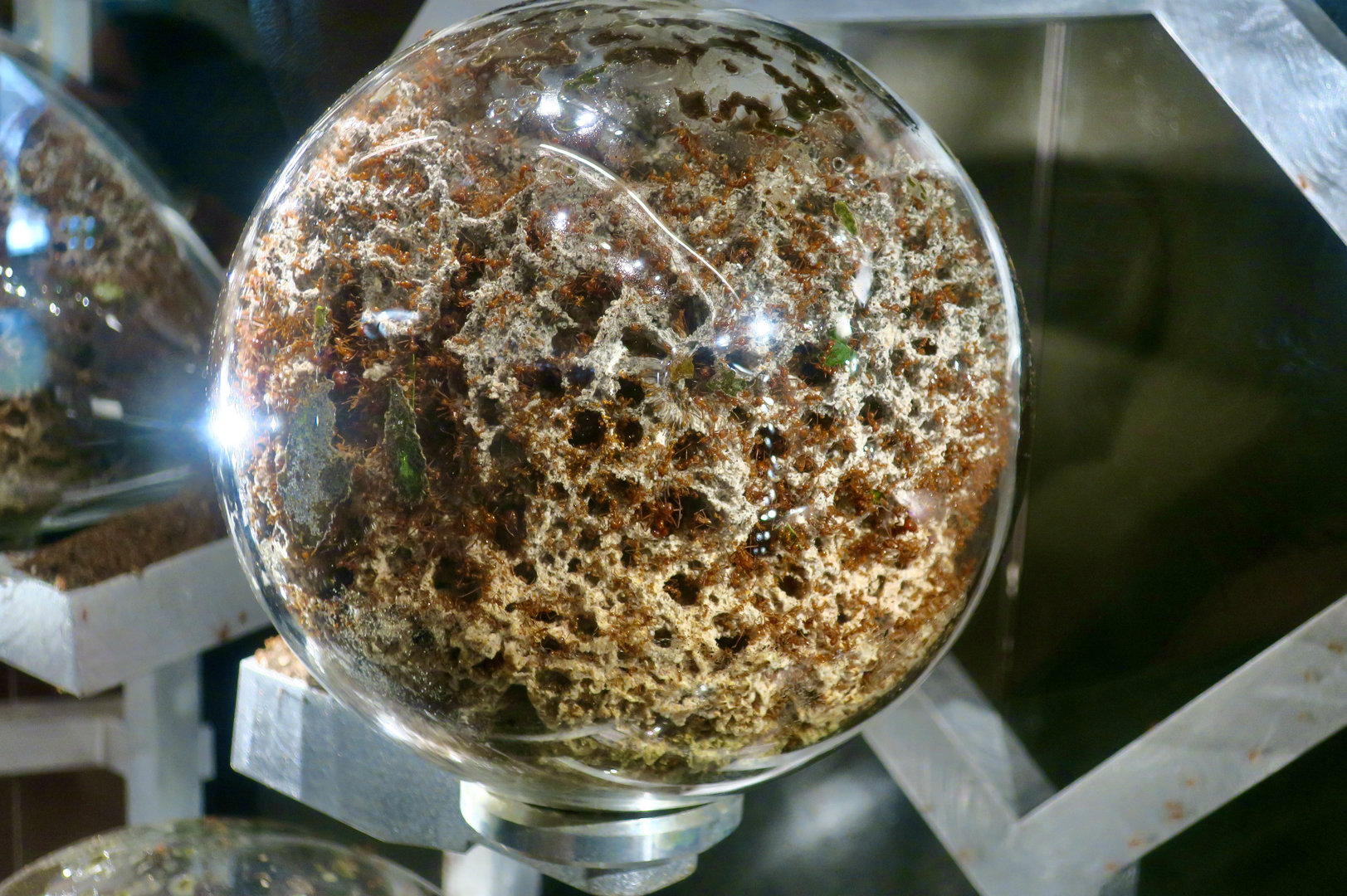 Leafcutter Ant (Atta cephalotes) fungal chamber