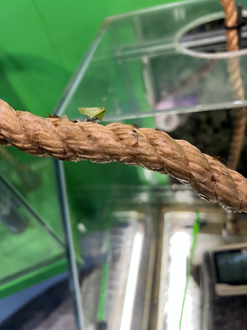 Leafcutter Ant (Atta cephalotes)