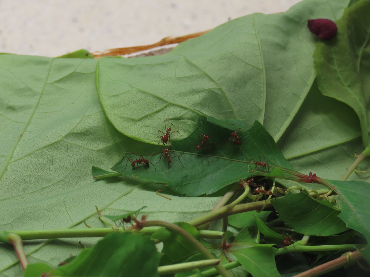 Leafcutter Ant (Atta cephalotes)