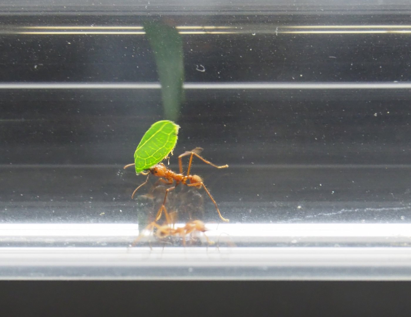 Leafcutter ant (Atta species) carrying leaf fragment through plastic tunnel, 2019-03-30