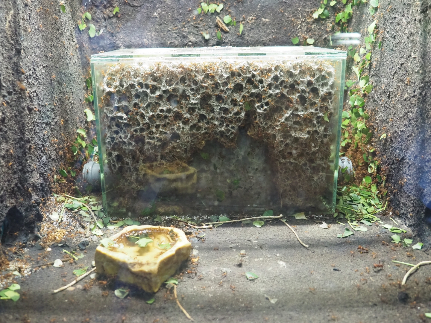 Leafcutter ant (Atta species) fungal gardens, 2019-03-30