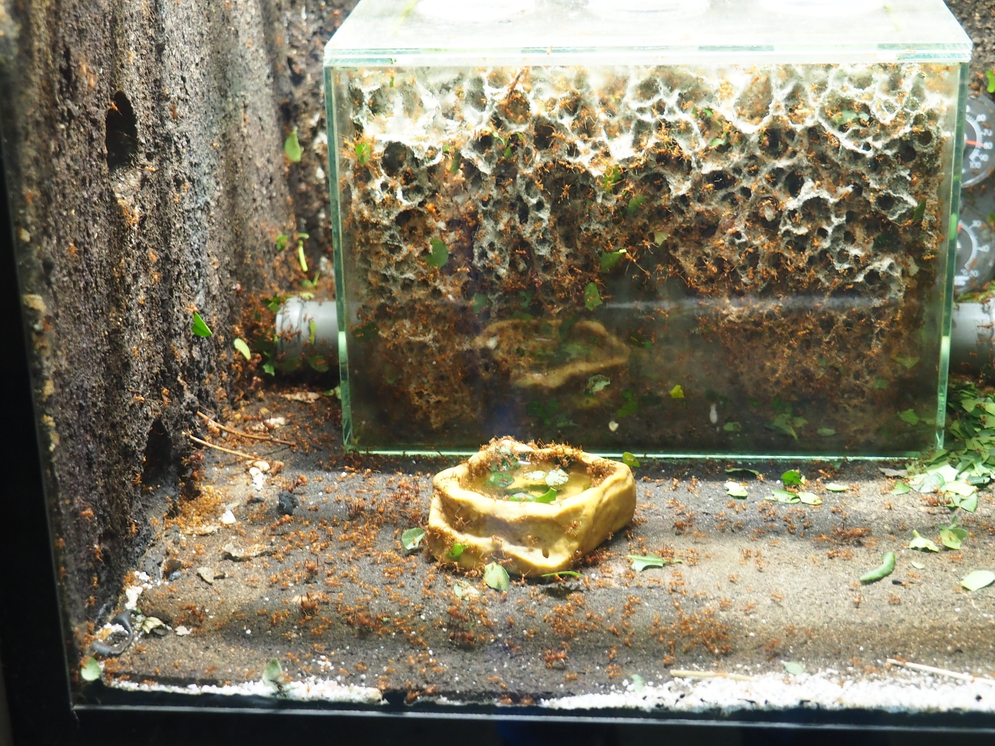 Leafcutter ant colony - Fungal gardens (Oct 13th, 2018)