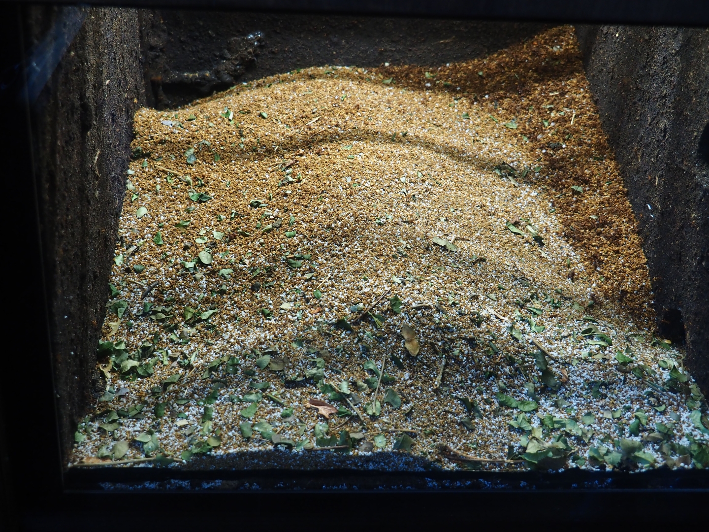 Leafcutter ant colony nest (Oct 13th, 2018)