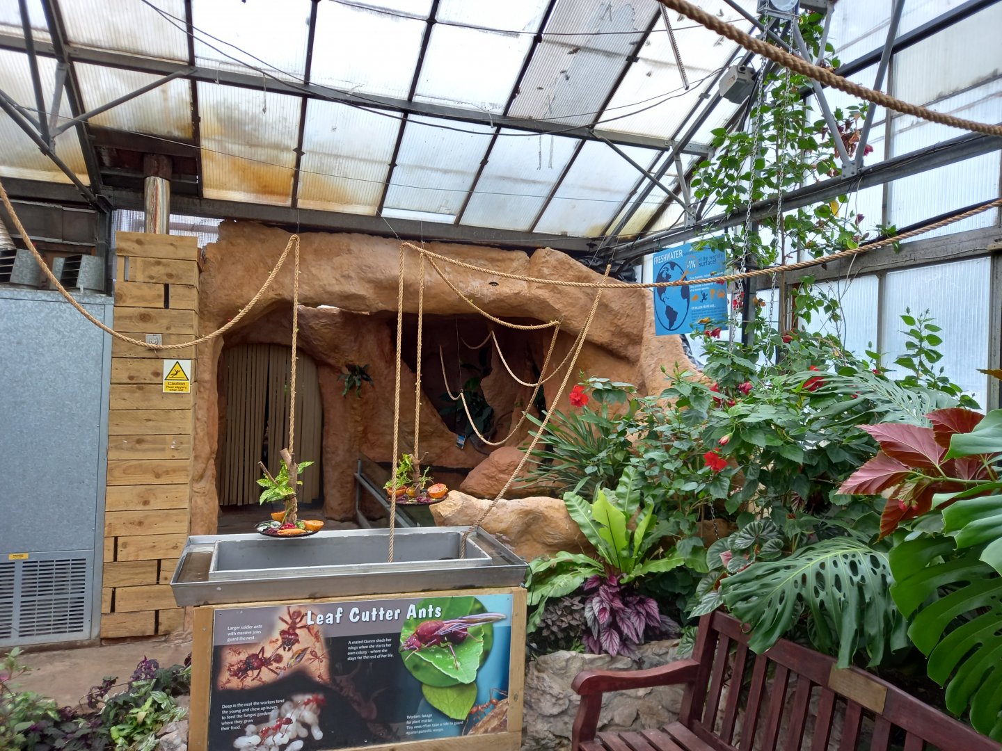 Leafcutter Ant colony rope set-up