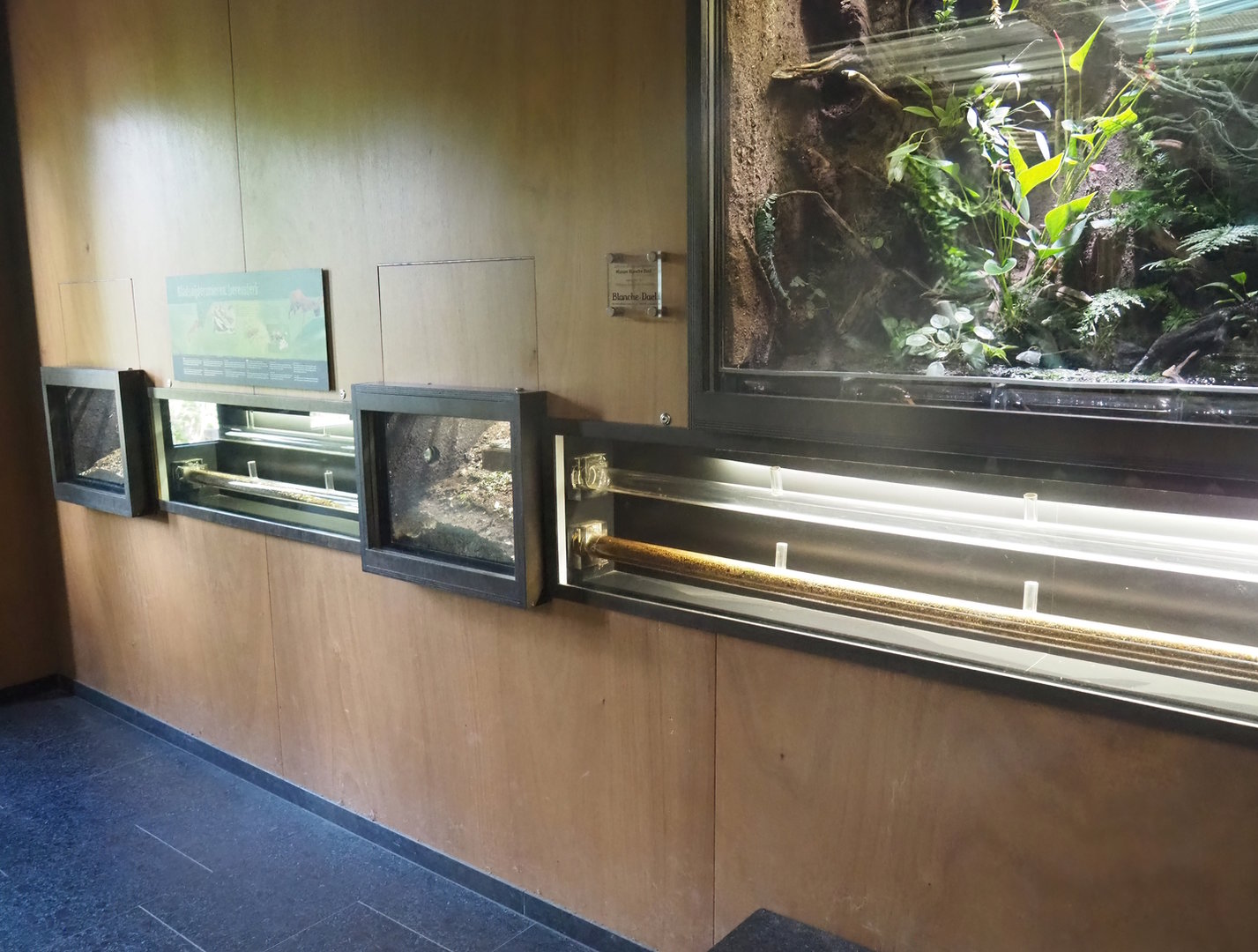 Leafcutter ant colony terrarium and part of mixed poison dart frog terrarium, 2022-08-20