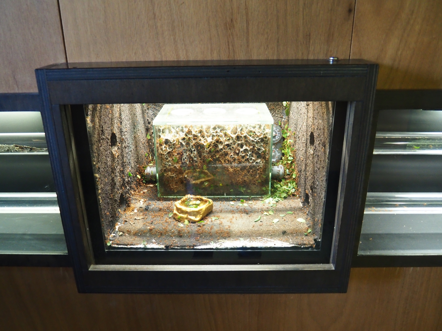 Leafcutter ant colony terrarium (Oct 13th, 2018)