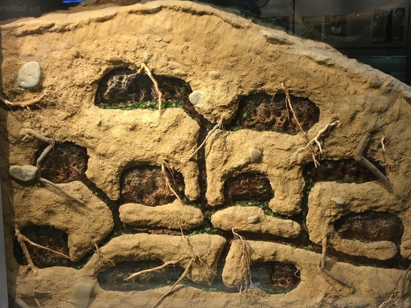 Leafcutter Ant Colony