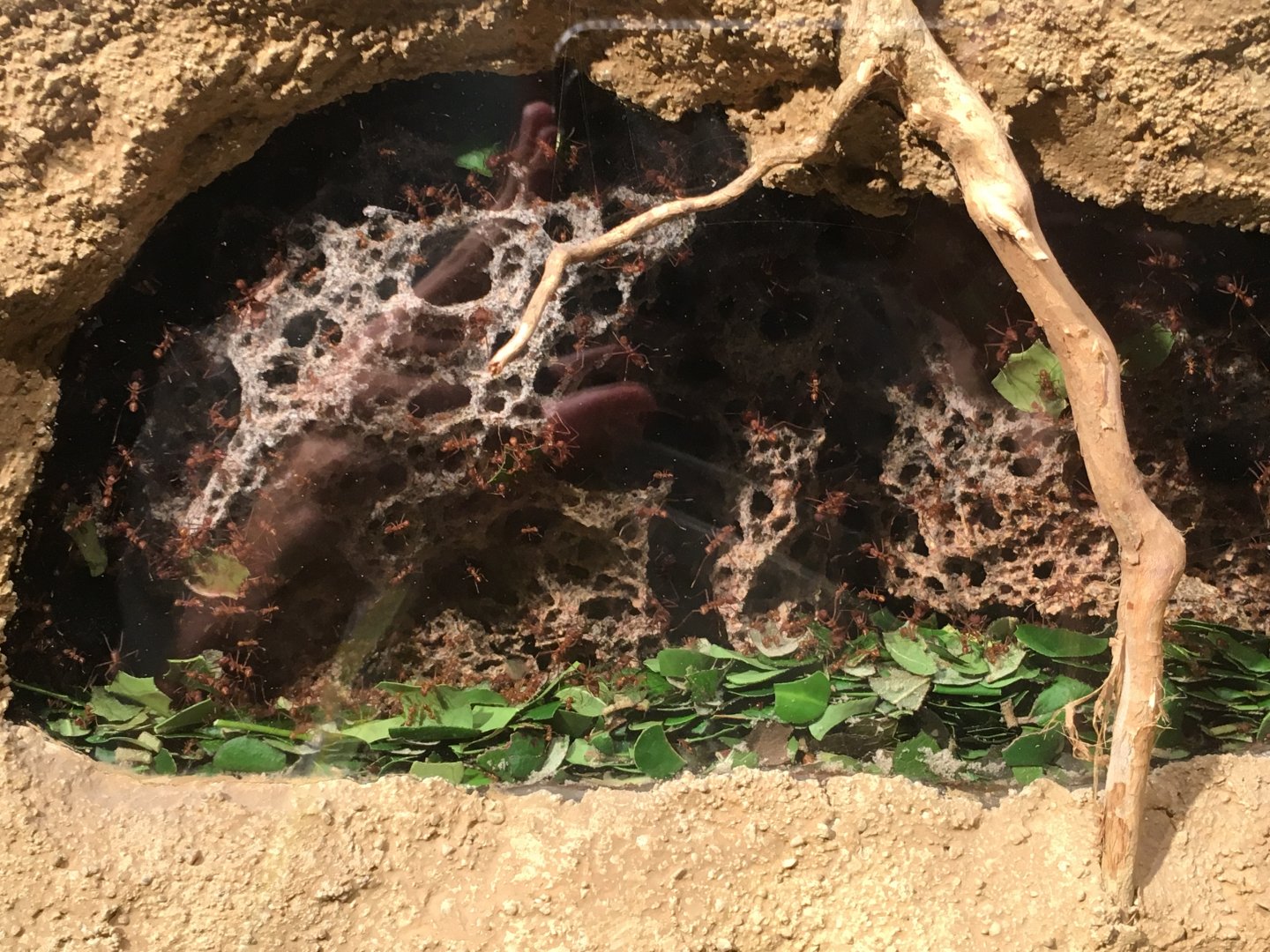 Leafcutter Ant Colony