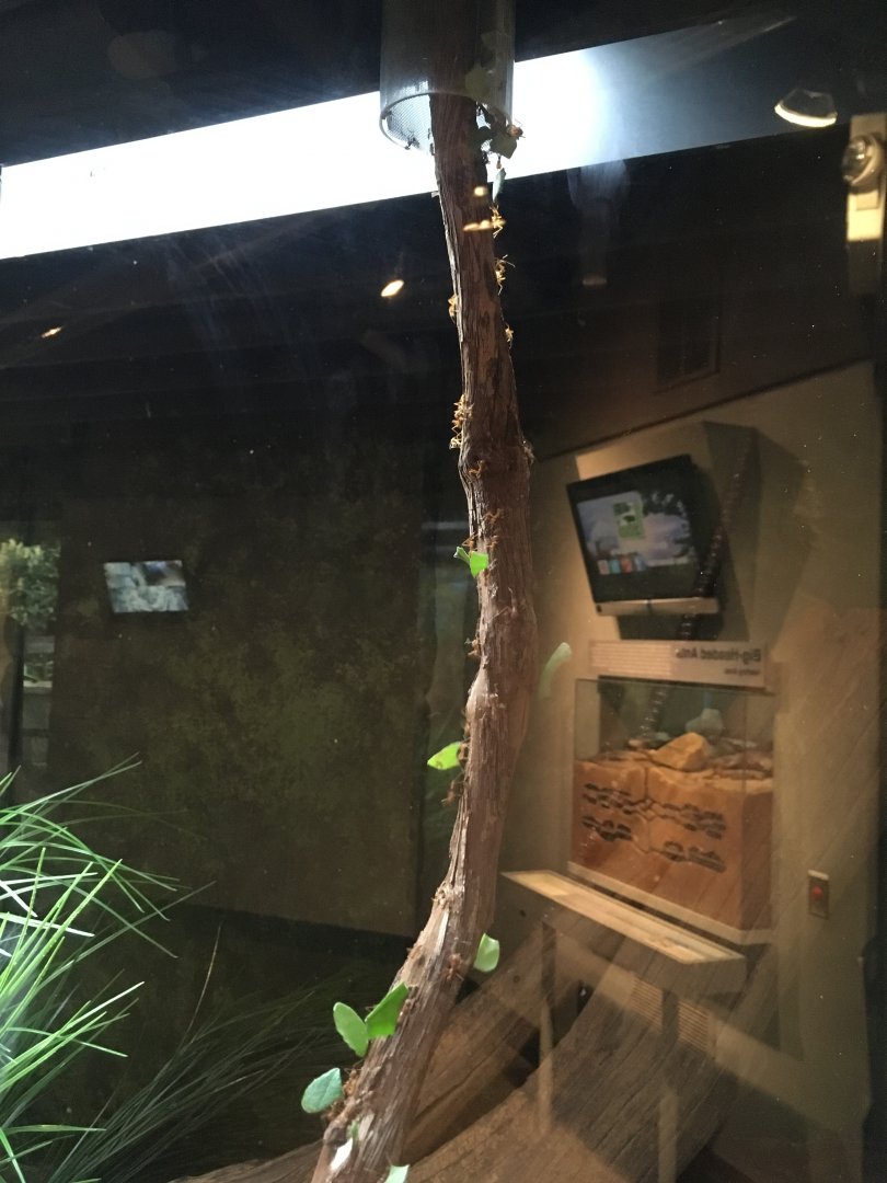 Leafcutter Ant Colony