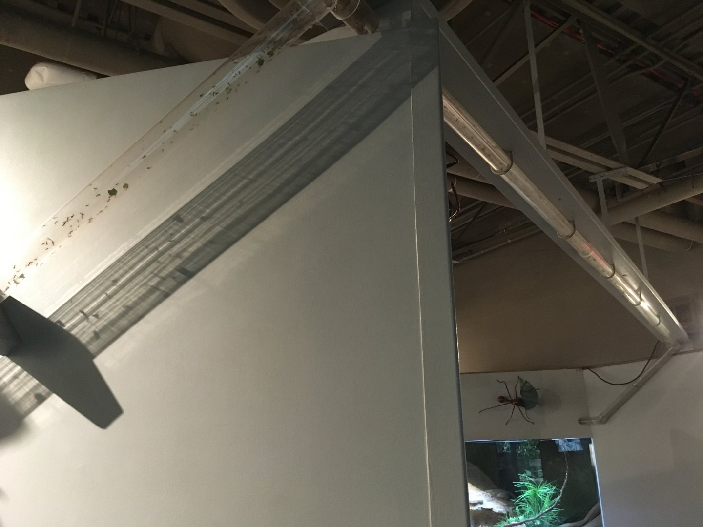 Leafcutter Ant Colony