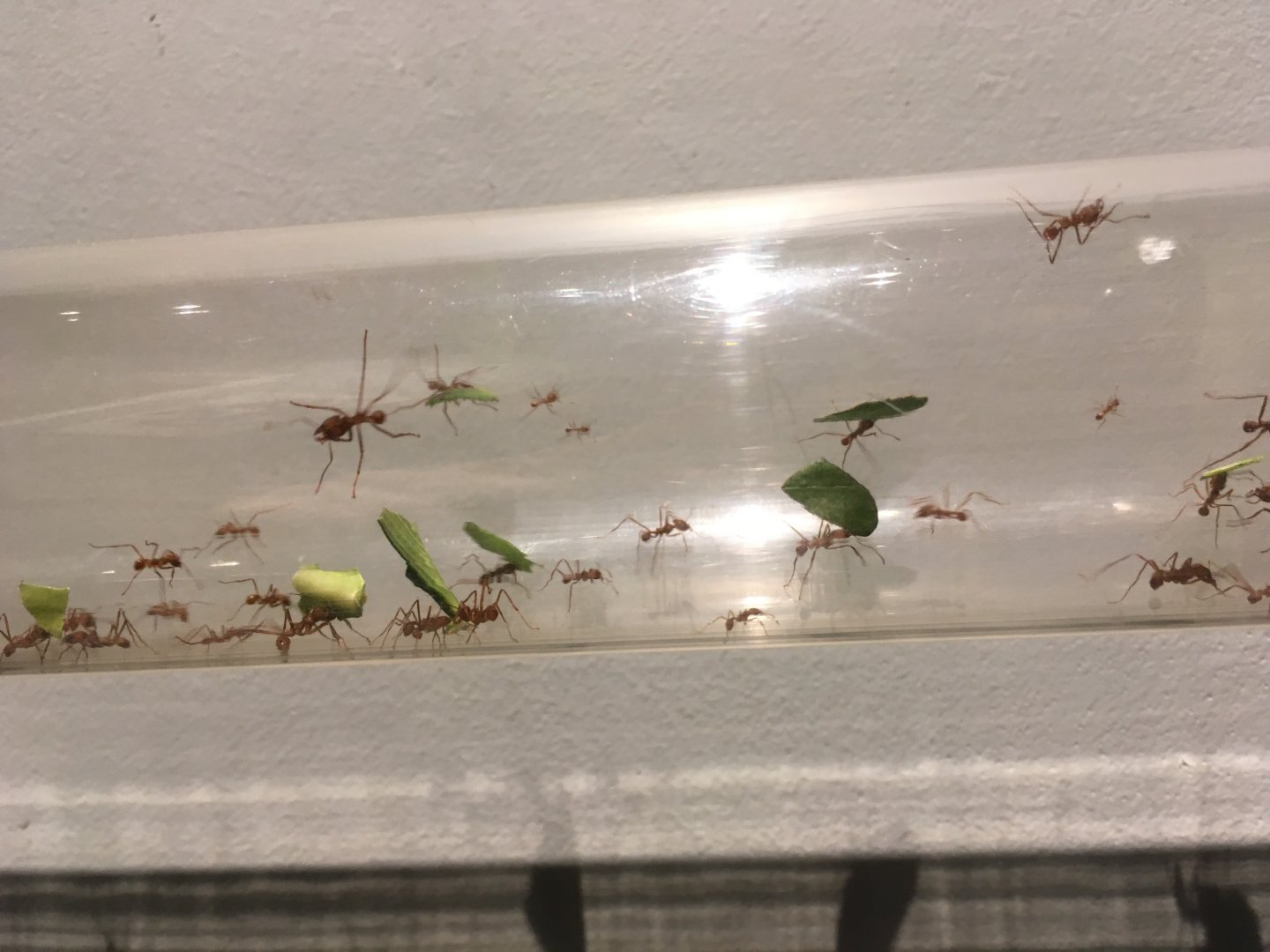 Leafcutter Ant Colony