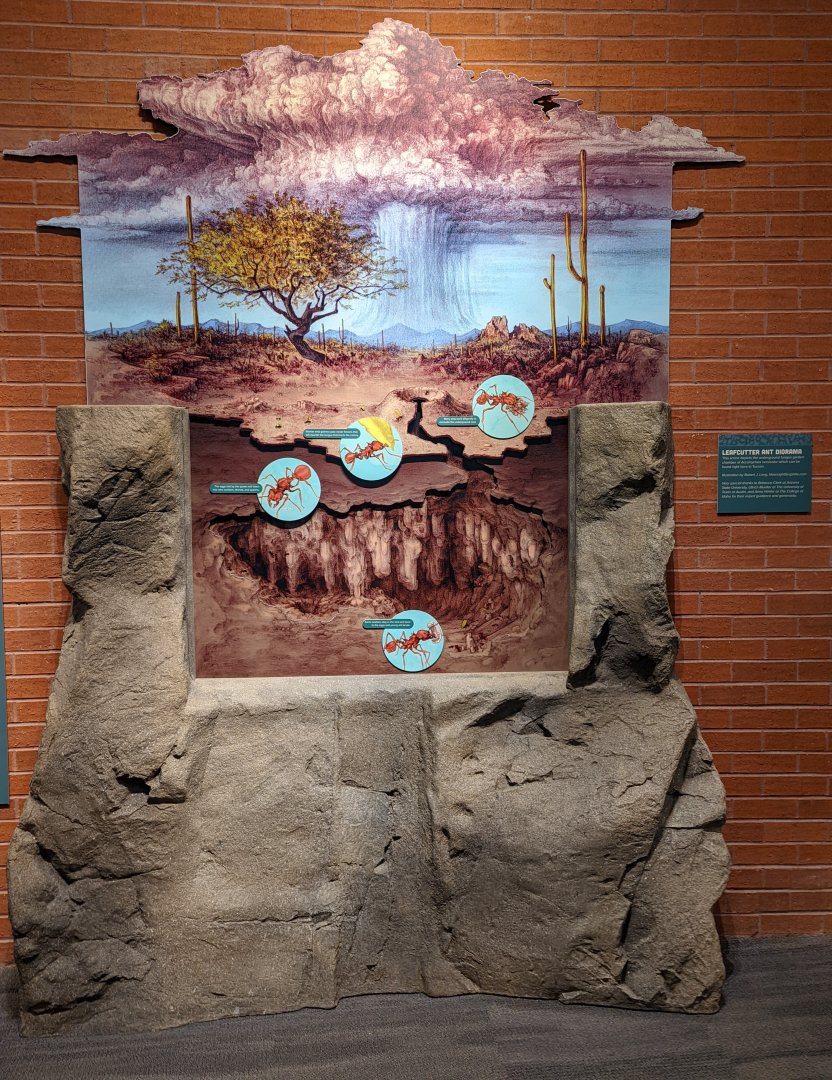 Leafcutter ant Diorama
