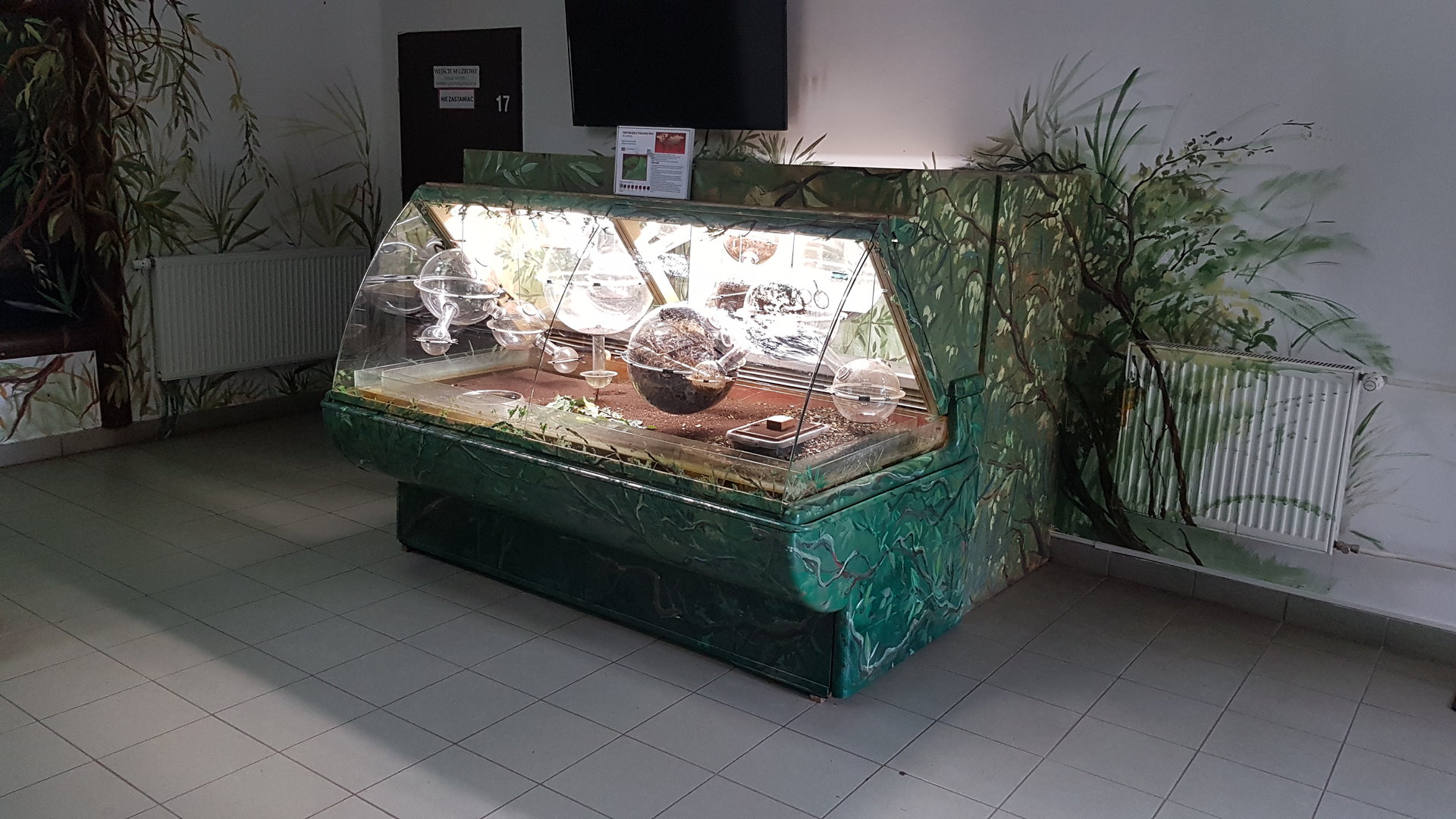 Leafcutter ant display in Zoo Zamosc