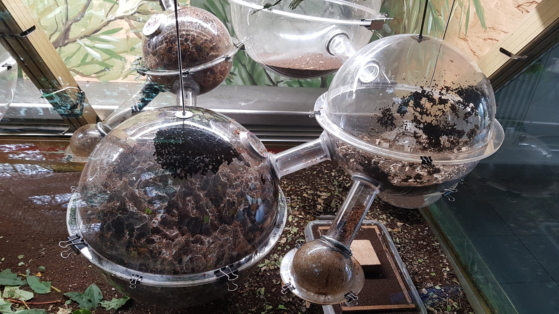 Leafcutter ant display in Zoo Zamosc