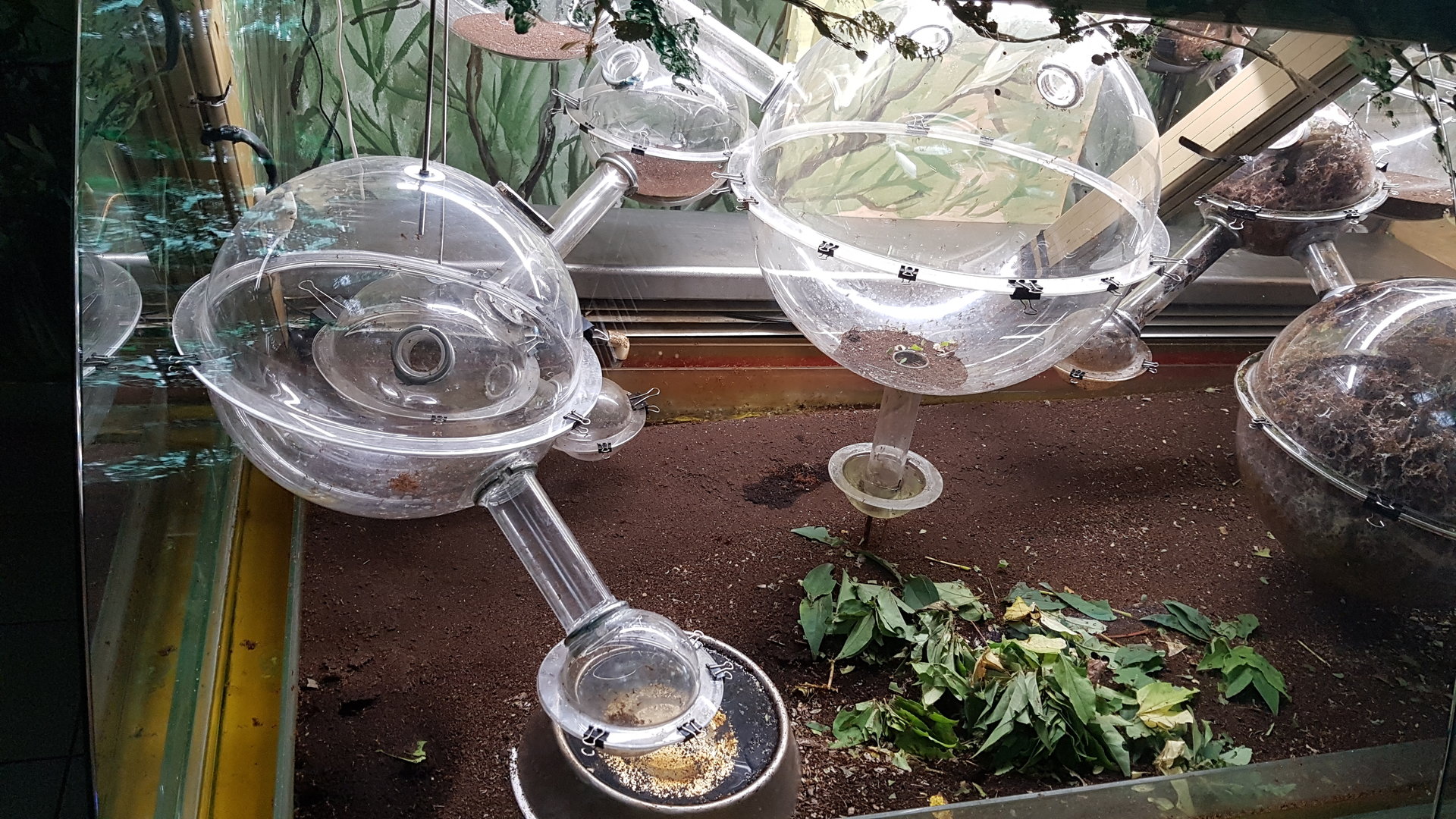 Leafcutter ant display in Zoo Zamosc