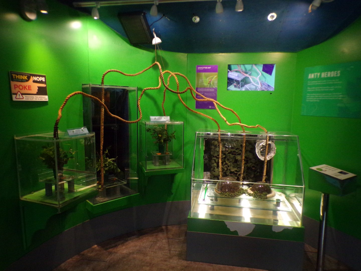 Leafcutter ant enclosure 11.2.25