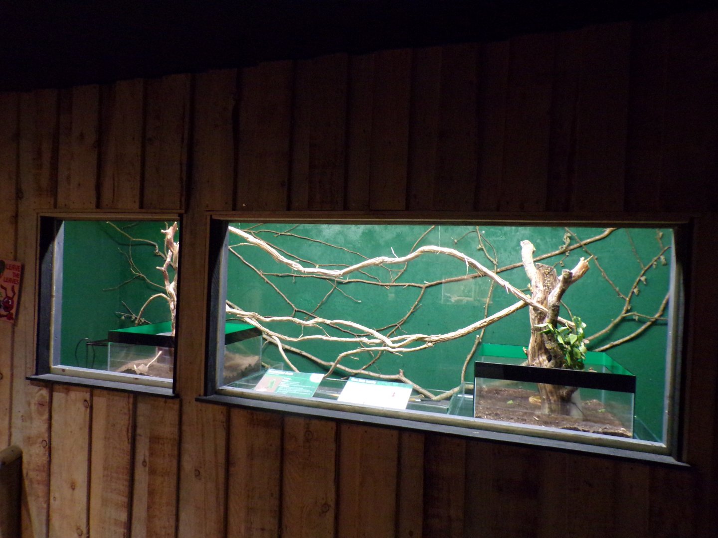 Leafcutter ant enclosure  14.10.23