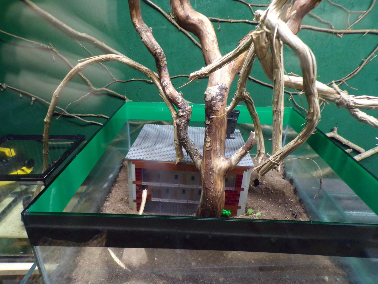 Leafcutter ant enclosure 14.10.23