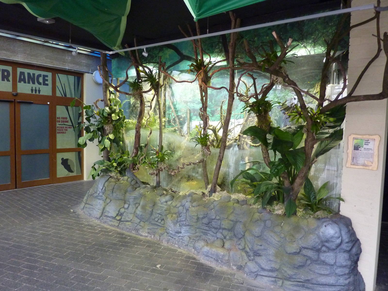 Leafcutter ant enclosure