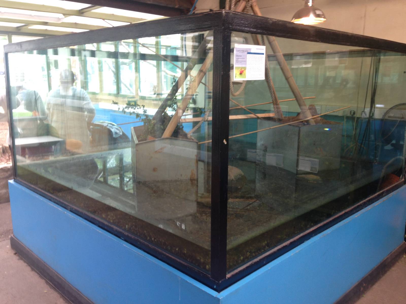 Leafcutter Ant Exhibit at Ponderosa Rural Thereapeutic Centre