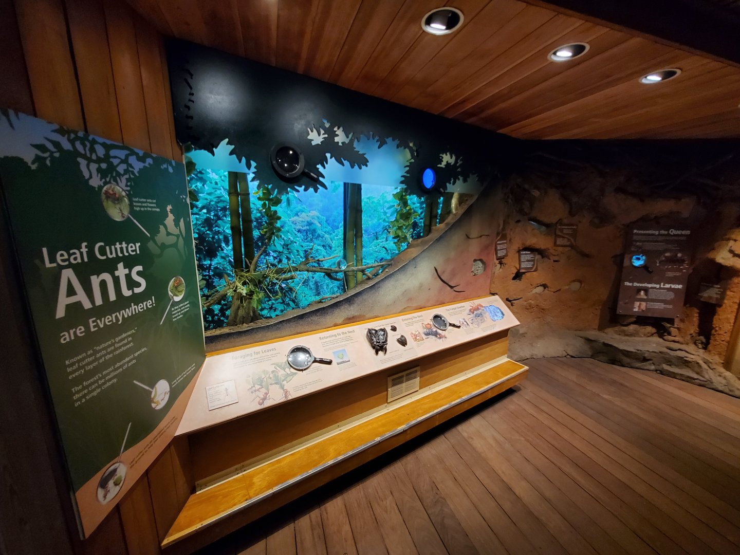 Leafcutter Ant Exhibit - August 2021