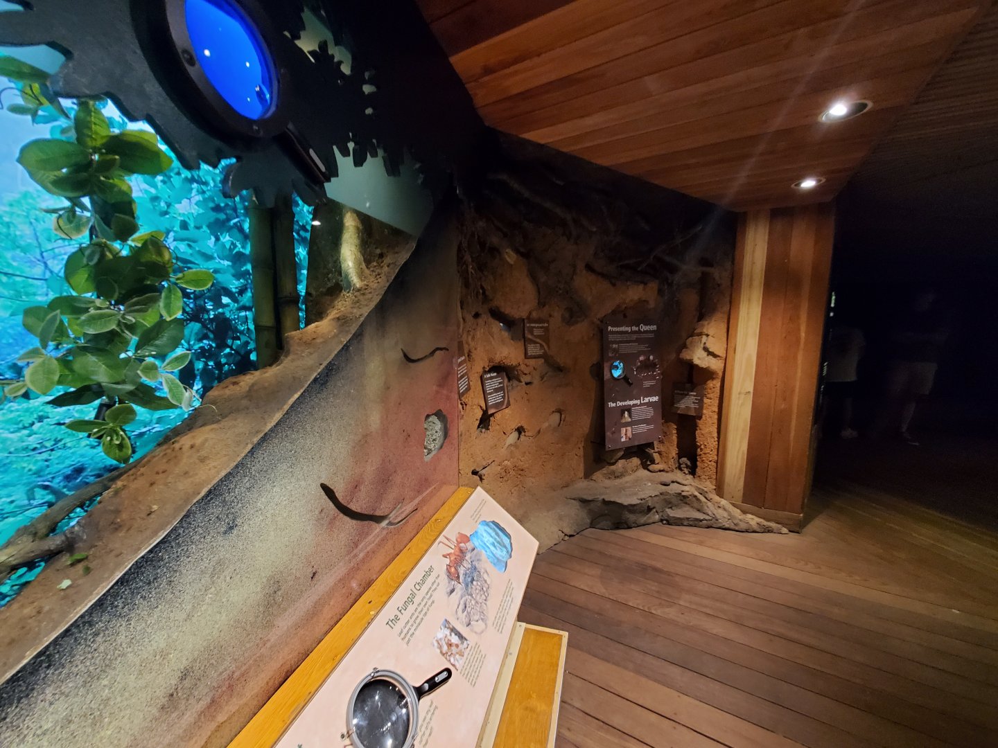 Leafcutter Ant Exhibit - August 2021