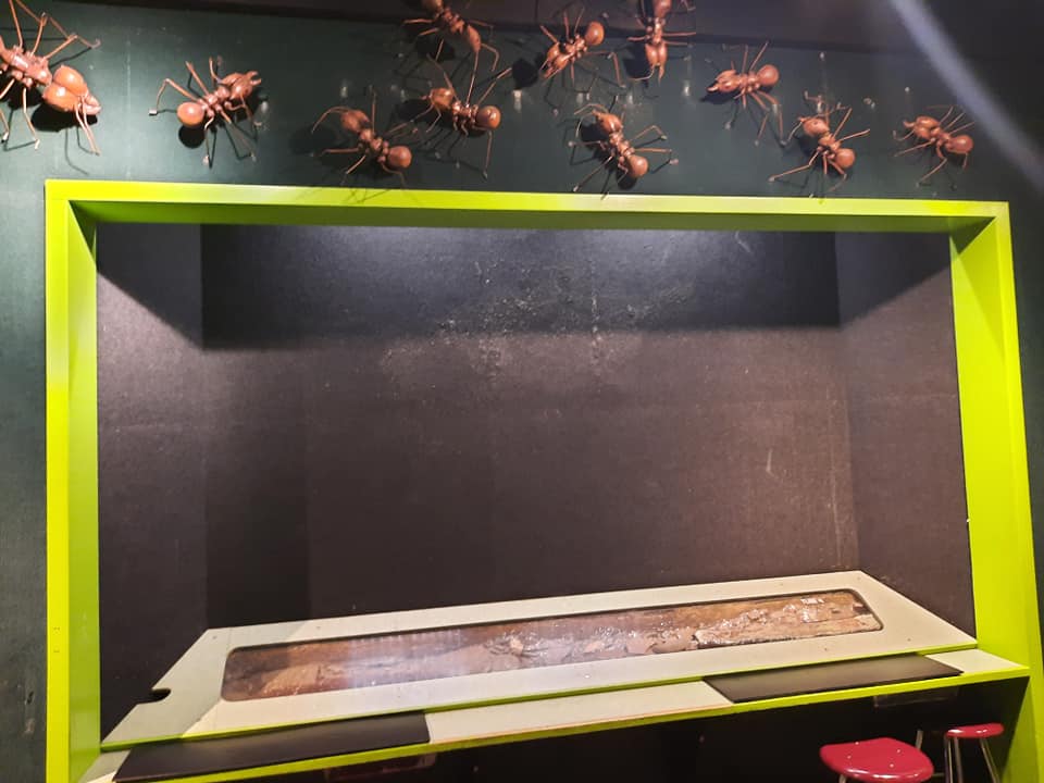 Leafcutter Ant Exhibit Construction (?)