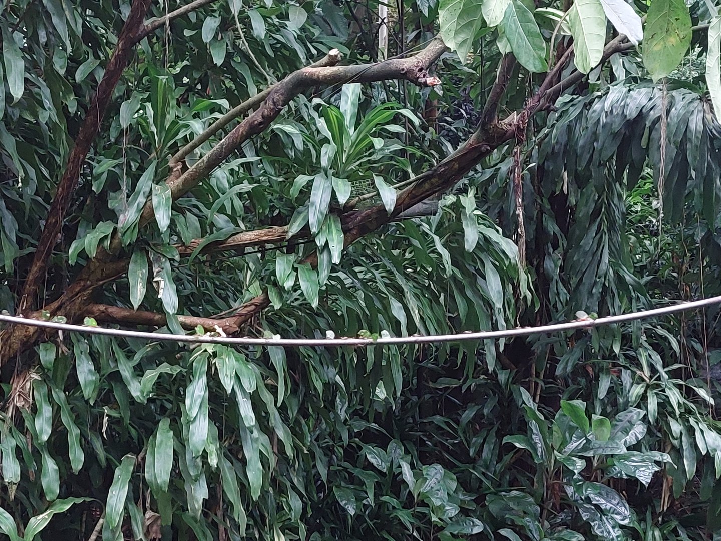 Leafcutter ant exhibit in Burgers' Bush