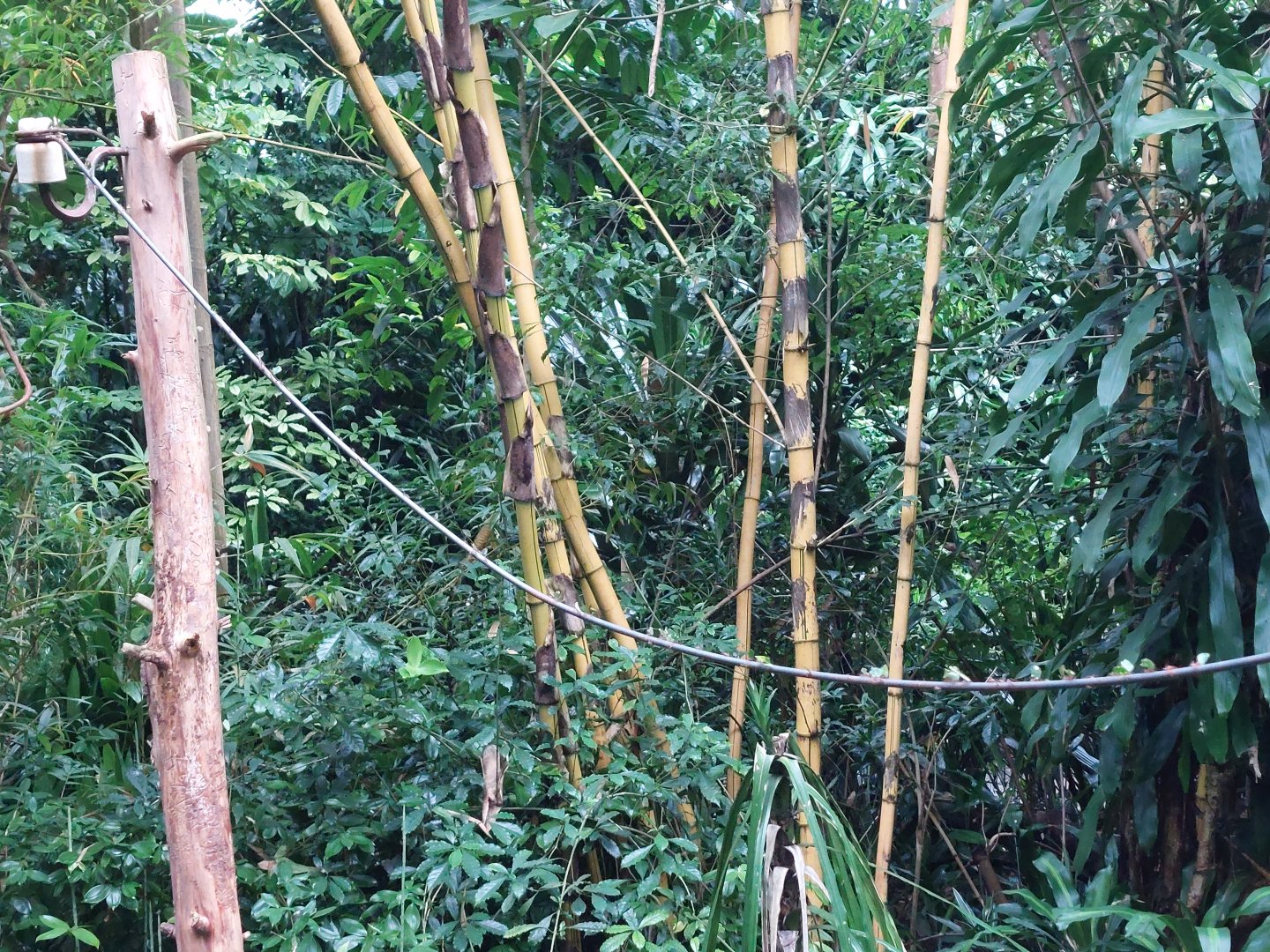 Leafcutter ant exhibit in Burgers' Bush