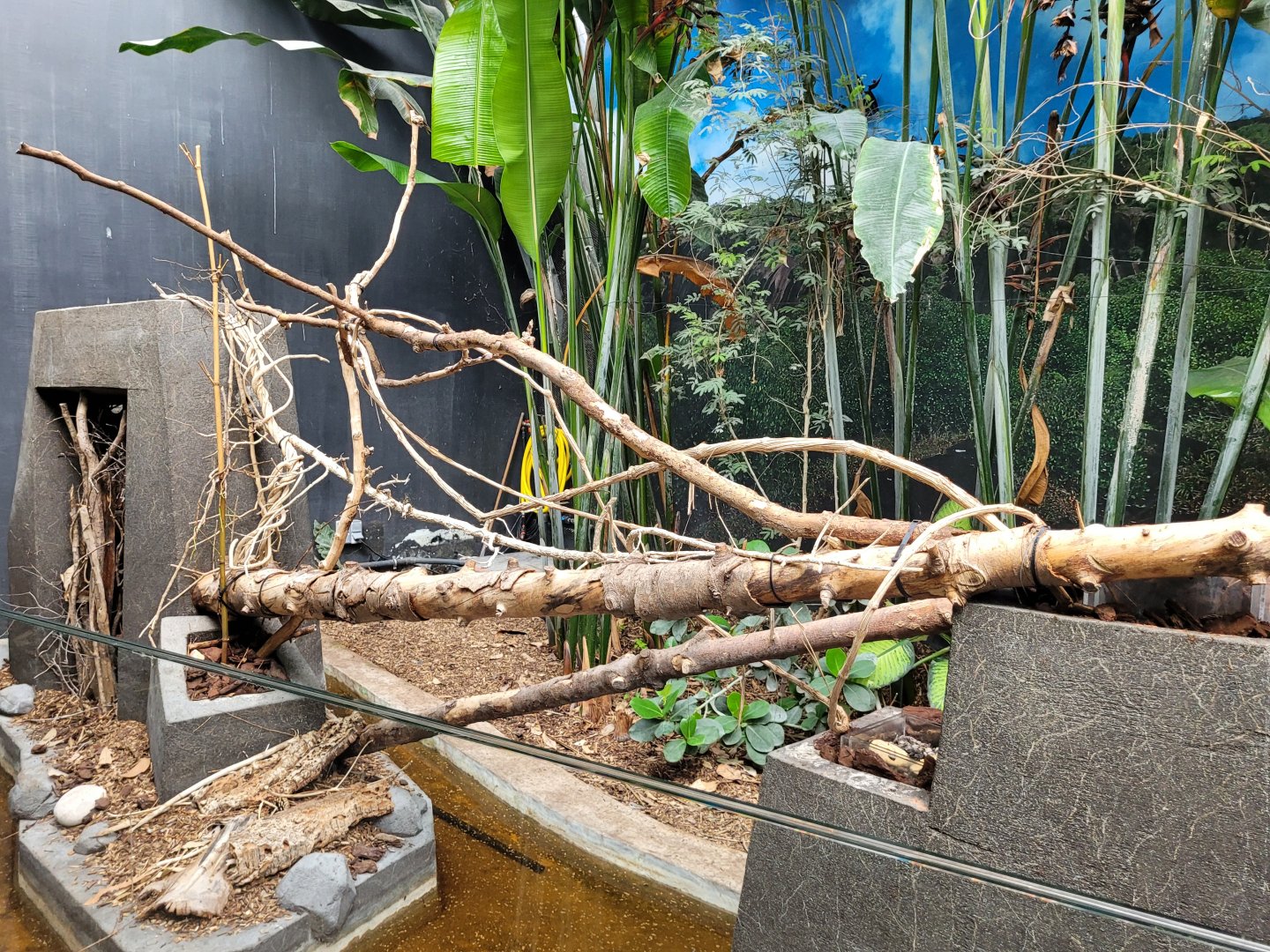 Leafcutter ant exhibit -Parc Zoologique de Paris (2022)
