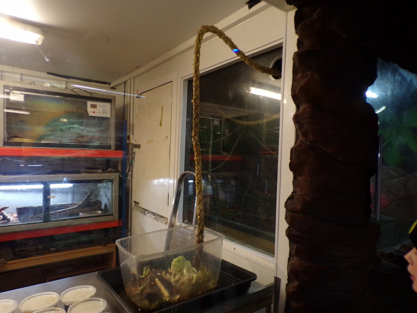 Leafcutter ant feeding area 12.4.24