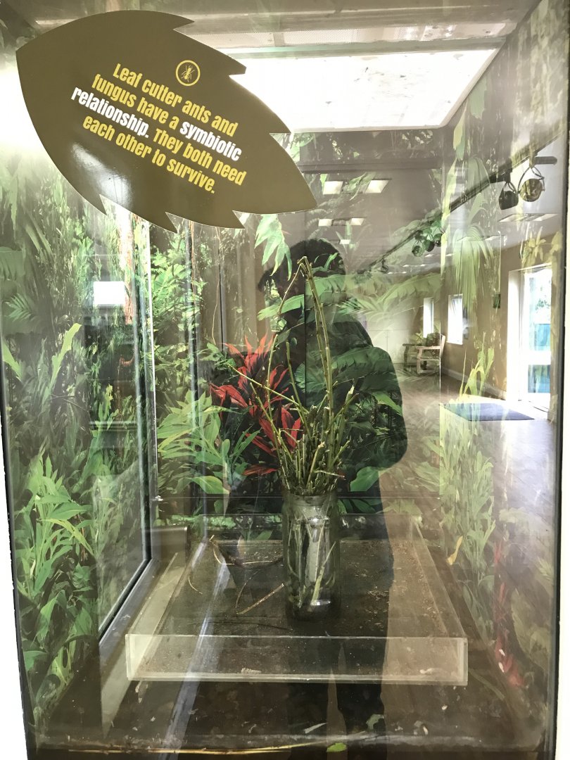 Leafcutter ant feeding tank