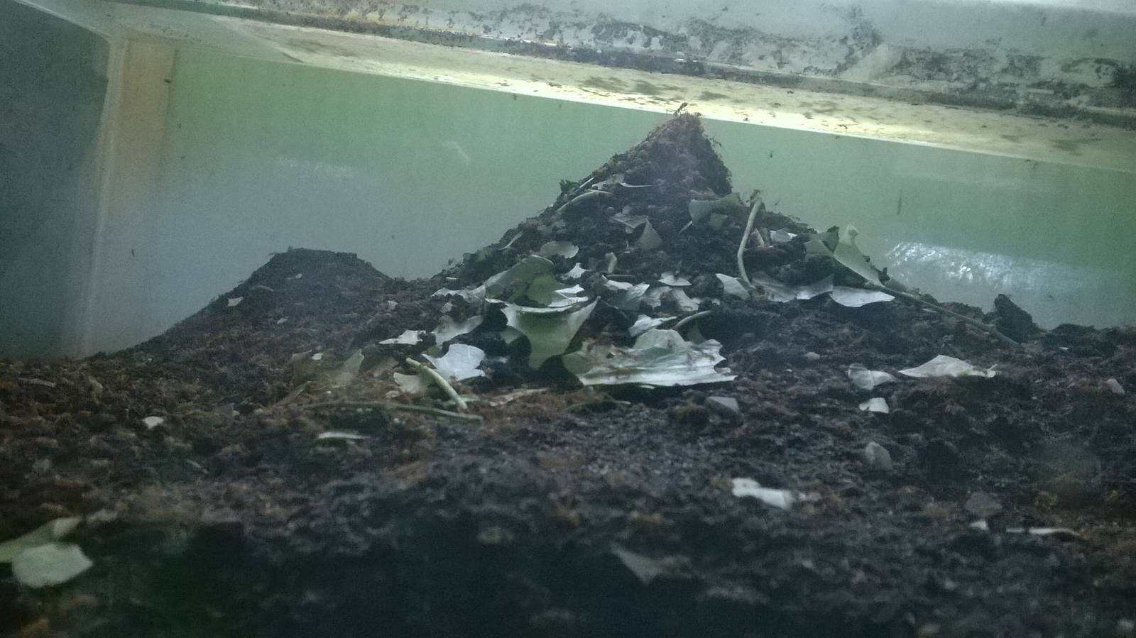 Leafcutter Ant in Brilliant Birds