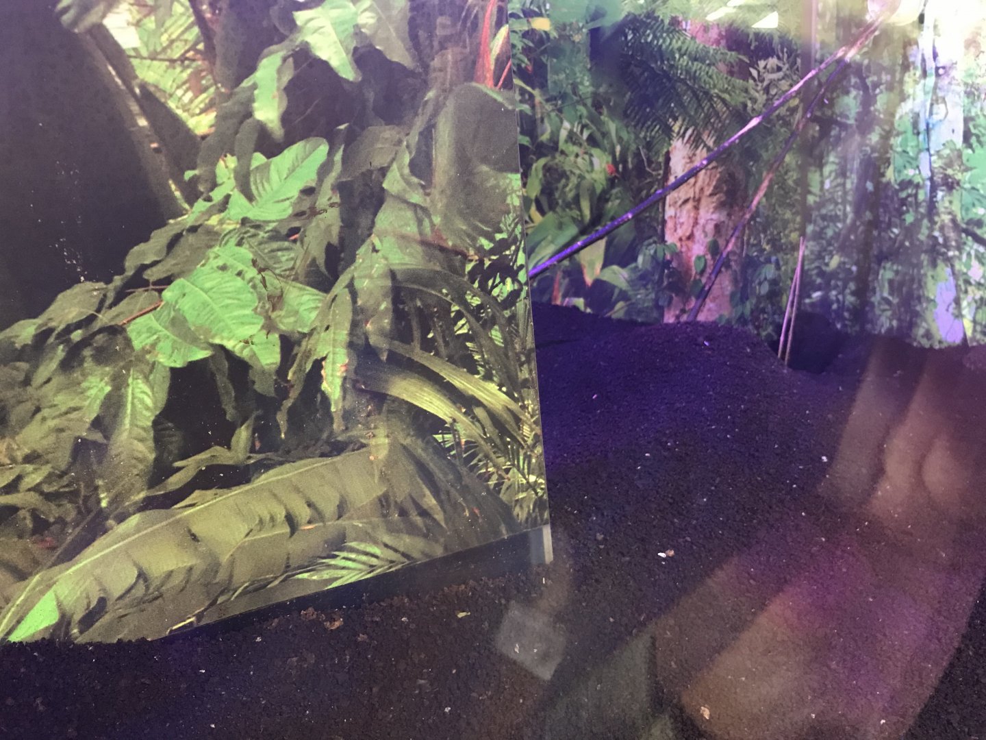 Leafcutter ant main tank