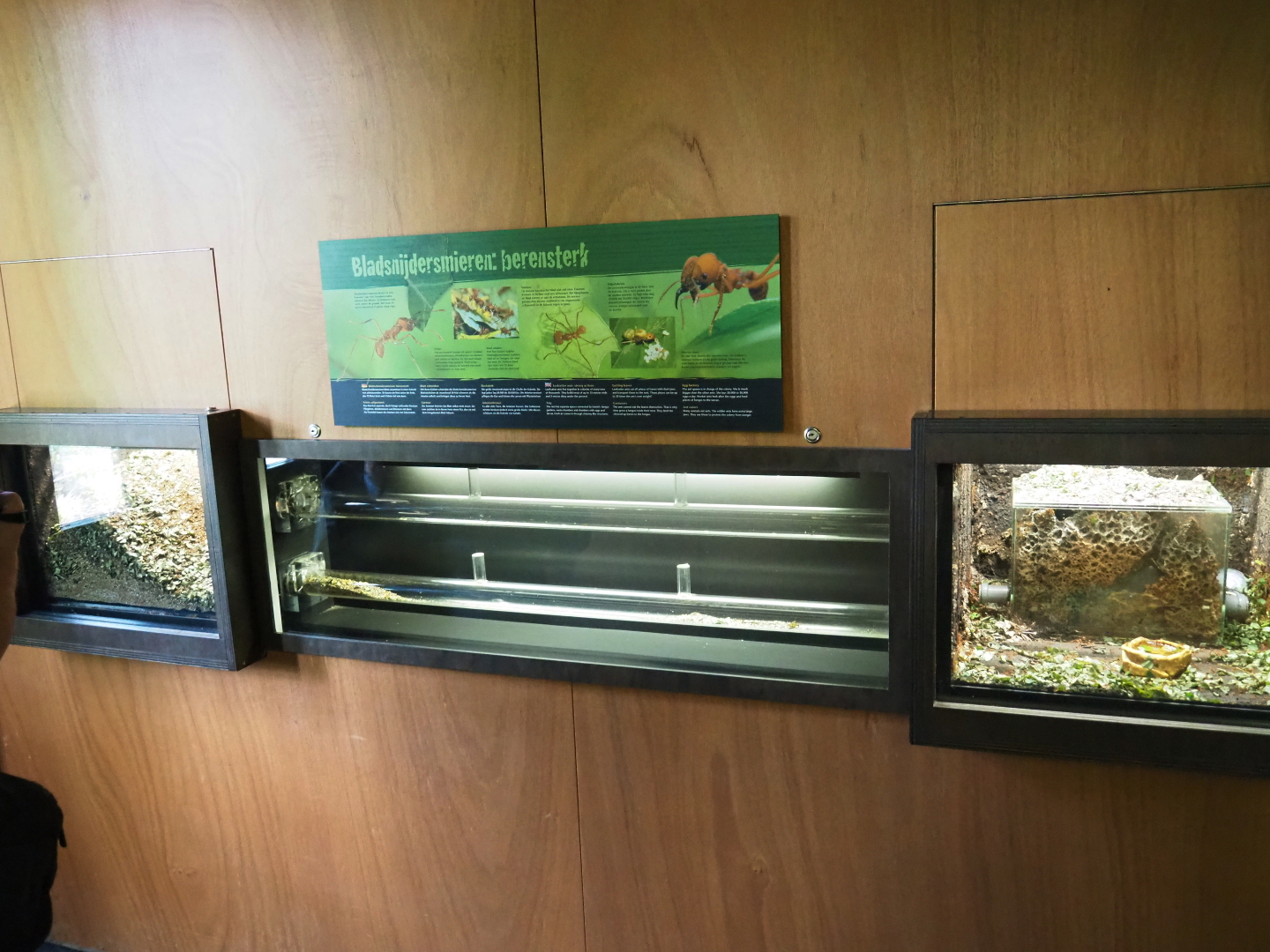 Leafcutter ant setup, 2019-07-21