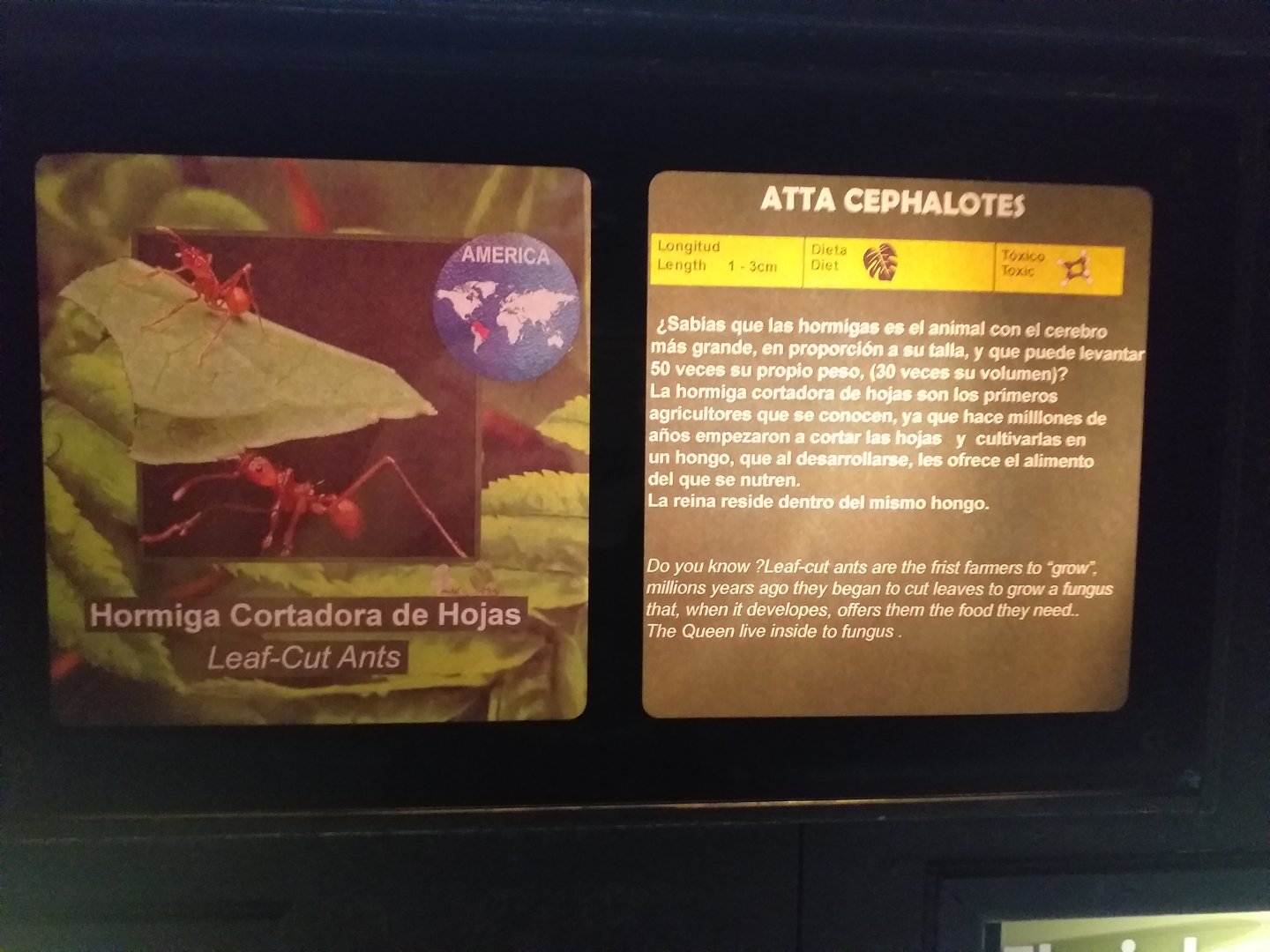 Leafcutter ant sign -TerraNatura Benidorm (2021)